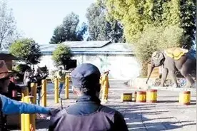 早fun｜云南民族村大象涉嫌被虐？多部门回复：依法合规没问题图片