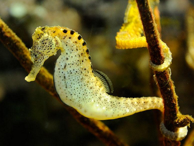 生物学家将海马归类为鱼,主要因为它们具有鱼类同样的特征,比如都生活