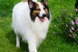 苏格兰牧羊犬肠胃如何 分为几种不同的类型图片
