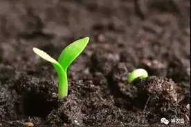 悲哀！进口种子按粒卖，国产论斤卖，本土种子究竟怎么了？图片