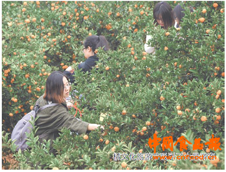 插上互联网的“翅膀” 江西南丰打造全民卖橘时代