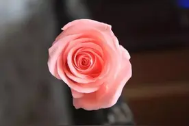 植物花语大全！收藏！图片