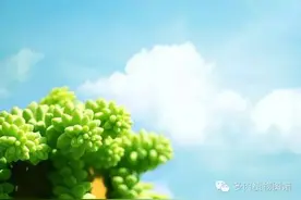 当多肉界玩起了cosplay，那画风简直就是小怪兽集中营~图片