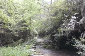 长亭古道茂林修竹 瑞安有条“浙江最美森林古道”图片