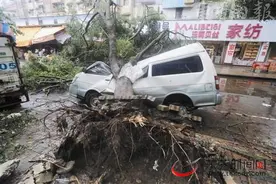11级狂风袭击东莞：拔大树 毁车辆图片