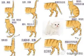 铲屎官须知：喵星人摇尾巴的14种情绪图片