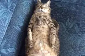 当喵星人遇到龙虾，整个猫生都不好了图片