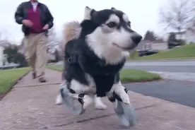 这只先天残疾的小狗不能自由奔跑，主人设计神器让它恢复自由图片