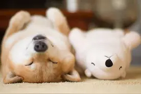 日本网友家的柴犬 最爱抱着自己的玩具熊一起睡 简直萌翻了图片