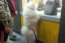 搞笑图 猫咪吃了一只马蜂，然后就变成这个样纸图片
