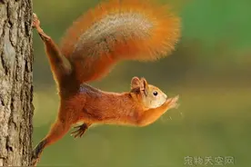 松鼠也是一种非常可爱的萌物 有照片为证（32张）图片