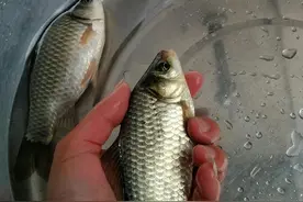 16年1月温岭东海塘钓鲫鱼图片