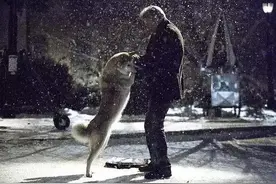 关于狗狗最感动的9部电影，你看过哪几部？图片