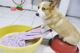 搞笑囧图  多好的宠物都会洗衣服了图片