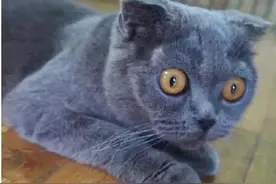 12个主人表达的意思，和猫听成的意思！这差距，简直要流泪啊！图片