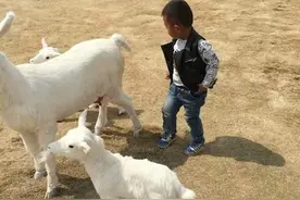 搞笑囧图 狗狗到处乱大小便，然后搞了个坐厕给它图片