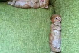 你就一破电动车还能上冻了怎么着？！图片