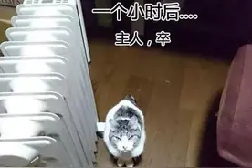 主人故意调戏喵星人，看不插电源它有什么反映，然后...图片