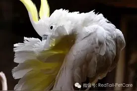 鸟类专题：啄羽毛的原因图片