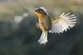 春日“芭蕾”图片
