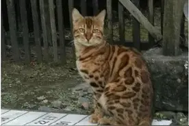 爷好心收养了只流浪猫，知道品种时，被惊呆了~图片