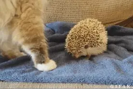 岛国的一位网友发现自己家的空调抓住了一只老鼠，好可怜！图片