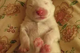 从临产到顺利诞下六胞胎！其中的种种困难，只有陪产才懂得这份爱图片