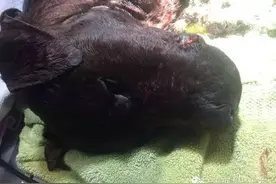 诱饵犬，一种残忍的存在！图片