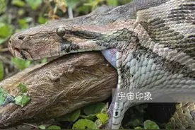 草丛传出奇怪的嘶叫声，男子拨开灌木不敢相信所见它片刻彻底消失图片