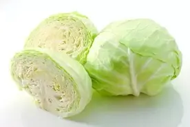 高血压食疗推荐蔬菜类——卷心菜图片