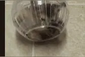 当喵星人钻进球形罐子，竟然会是这么不一般的体验！奴才快救我！图片