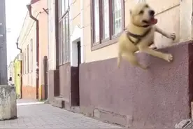 街头惊现超帅跑酷狗，神技能让人惊讶不已！图片