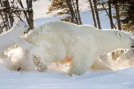 熊宝宝淘气，被妈妈训斥！它竟使出这样的招数，一秒抚平麻麻怒气图片