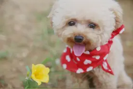 给狗狗梳毛的各种梳子，你都正确使用了吗？图片