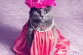 从流浪猫到时尚网红，这只猫能让所有懒人汗颜图片