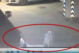 咄咄怪事：一群狗半夜围咬一辆汽车，究竟发生了什么？图片