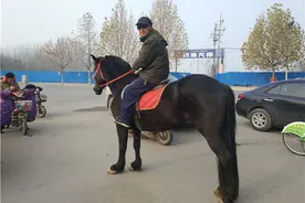 郑州七旬都市"牧马人"：养匹马儿当宠物图片