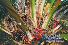 非洲来的油椰子！“世界油王”油棕简史图片