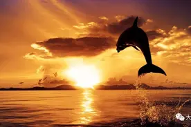 哪些动物会照镜子图片