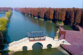 兴化：李中水上森林冬景如画图片