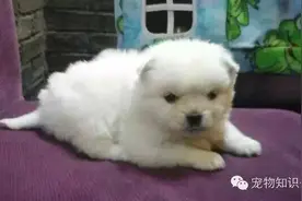 狗狗的寿命及与人类年龄的换算图片