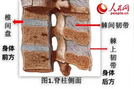 打乒乓球时突然腰疼？这些原因告诉你腰部为何受损图片