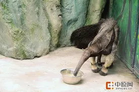 郑州引进4只大食蚁兽 每天能吃3万只蚂蚁！动物园要为它养蚂蚁吗？图片