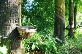 精品推荐｜有树，生脂膏极香烈，涂尸千余年不朽……图片