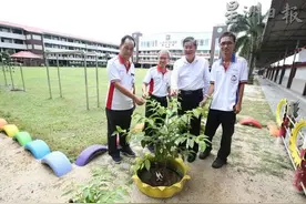 马来西亚9所华小种植甘蜜 让孩子重拾历史图片