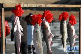 呼和浩特“冬捕月”：“头鱼”戴上大红花图片
