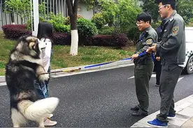 新晋网红阿拉斯加犬今天终于找到主人了图片
