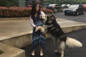 狗当街撩妹 网友"妖妖零么 这里有条狗耍流氓"图片