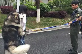 阿拉斯加当街撩妹 女孩走到哪里阿拉斯加狗各种亲昵动作跟到哪里图片