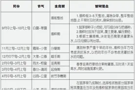 鼠茅草种植经年管理要点图片